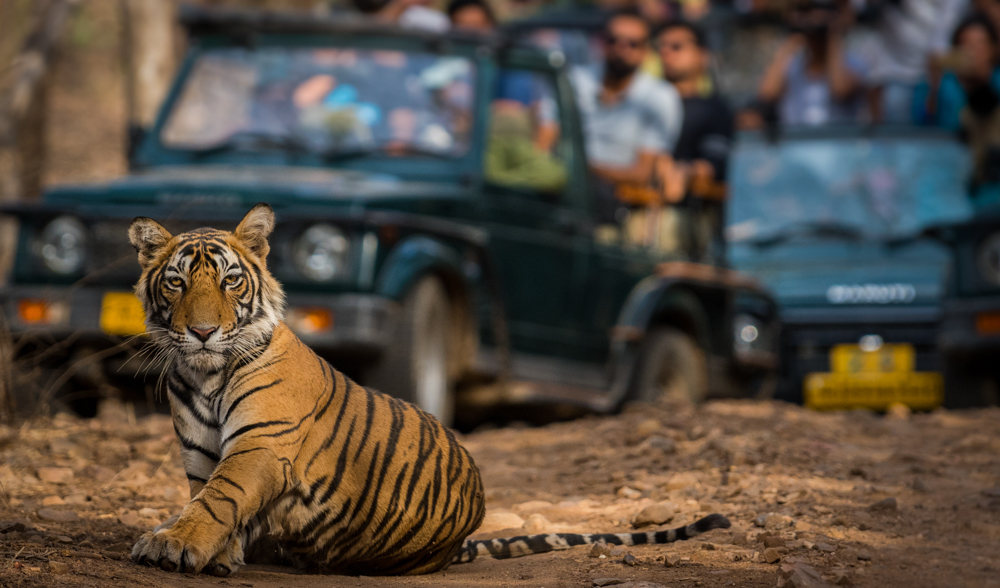Ranthambore tiger safari