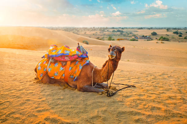 Thar Desert road trip from Jaipur to Jaisalmer